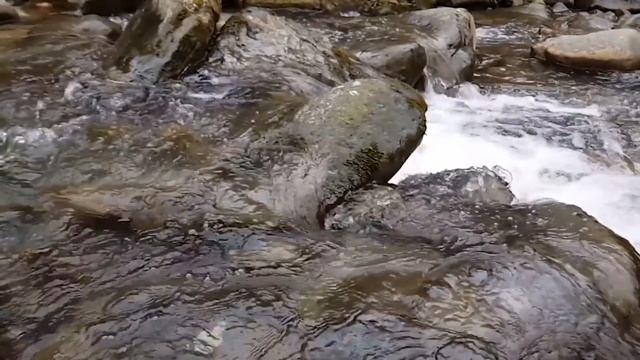 Мама, я хочу кушать, плакал тигренок, выглядывая из логова.. смотреть онлайн