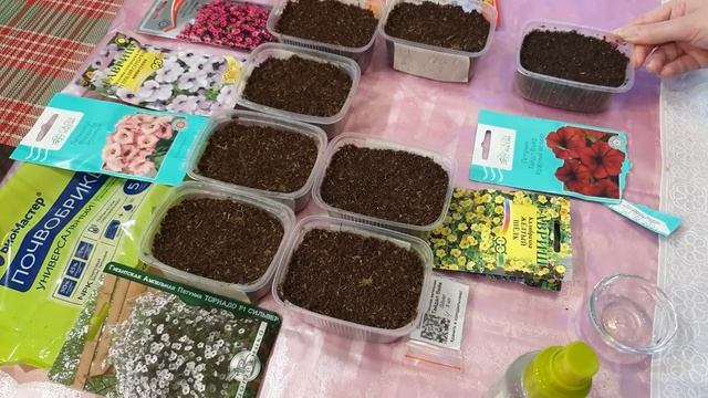#рассада Посев петунии каскадной и калибрахоа смотреть онлайн