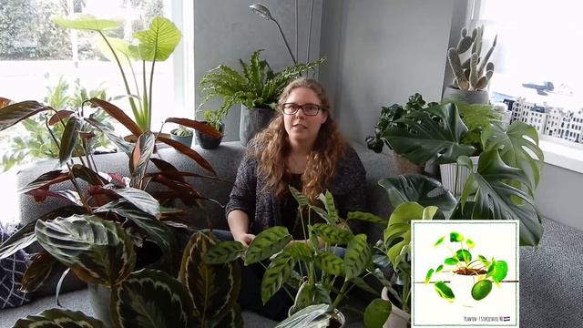 🌱☘️🌿 Wil jij ook je planten stekken? 🌱☘️🌿 смотреть онлайн