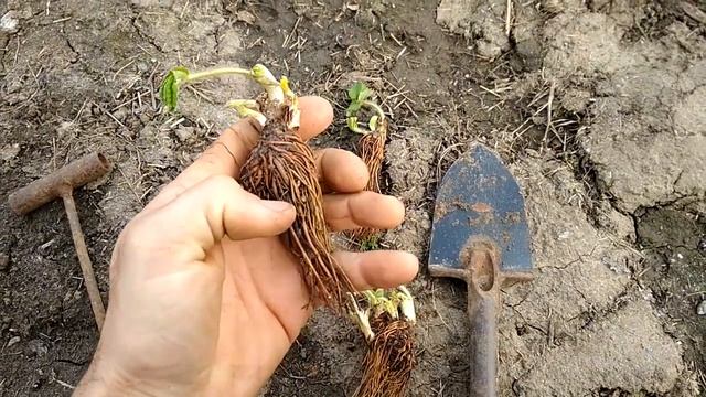 Посылка с клубникой. Посадка смотреть онлайн