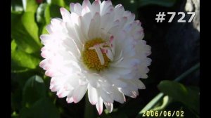 #727. Маргаритки - самые лучшие цветы