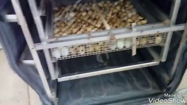 Инкубация перепелов фараон. смотреть онлайн