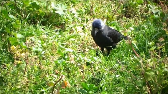 Tacula - Coloeus monedula - Western Jackdaw - Taccola смотреть онлайн