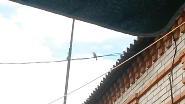 Бородатый воробей смотреть онлайн