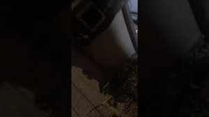 Измельчитель веток своими руками из стиральной машины, веткоизмельчитель из стиралки