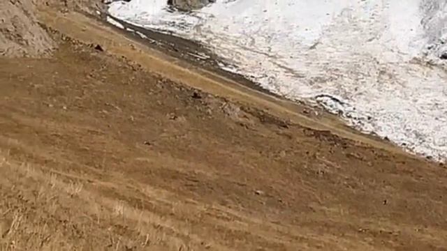 Снежный барс, бурый медведь, архары на горном склоне Аксайской долины