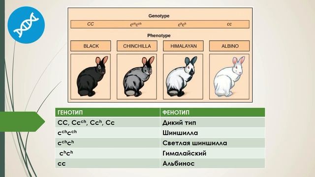 Взаимодействие генов смотреть онлайн