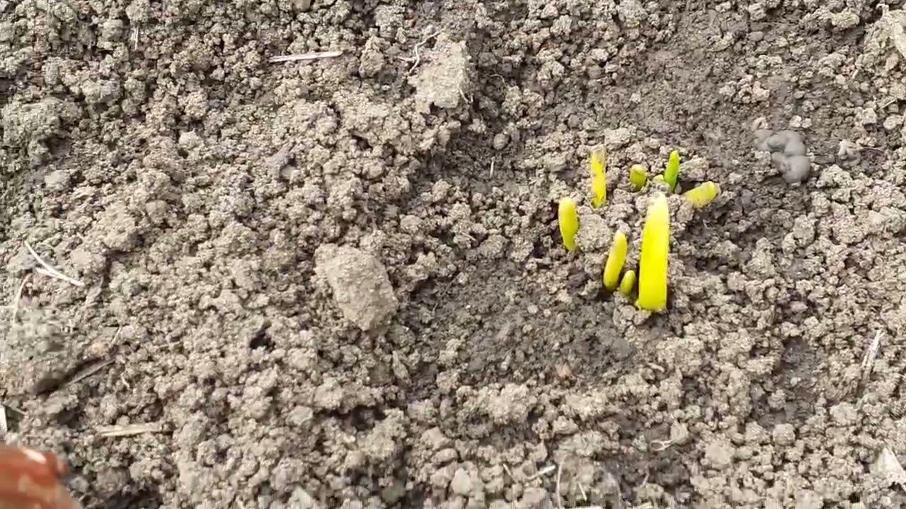 мой эксперемент с луком, чеснок растет... смотреть онлайн