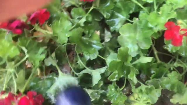 706. Как НЕ НАДО поливать цветы! Печальный опыт. смотреть онлайн