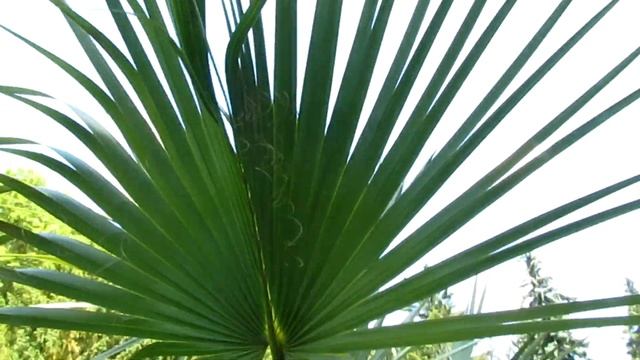 Пальма Сабаль малый - Sabal minor-Пальма холодостойкая до -24 смотреть онлайн