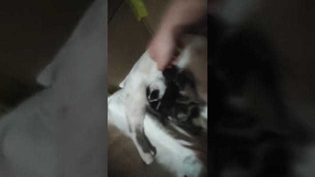 Как определить пол котят смотреть онлайн