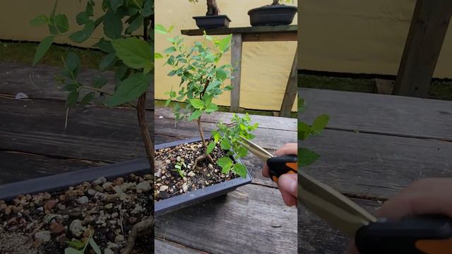 Japanese Spiraea Bonsai Quick Trim!
