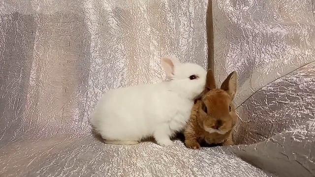 Декоративные карликовые кролики из питомника Добрый кролик Воронеж смотреть онлайн