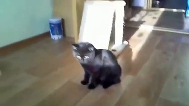 Копия видео "Британские короткошерстные котята.Питомник." смотреть онлайн