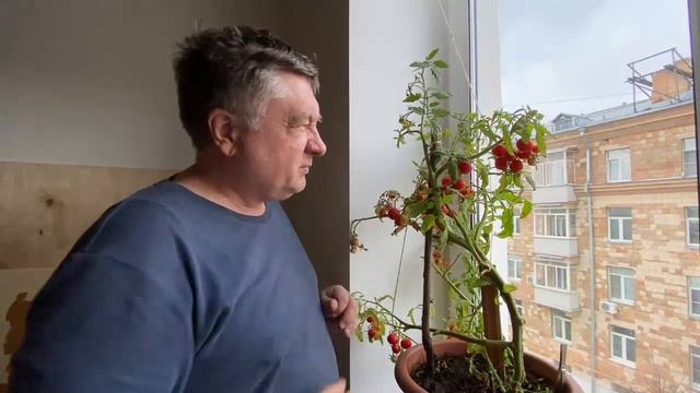 Помидоры дома смотреть онлайн