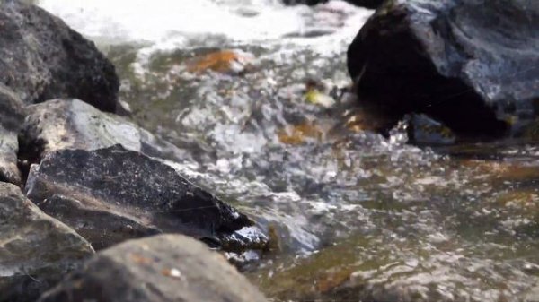 River and Water Sounds 🌊 Relax with the Sounds of a River - Just Chill and Relax