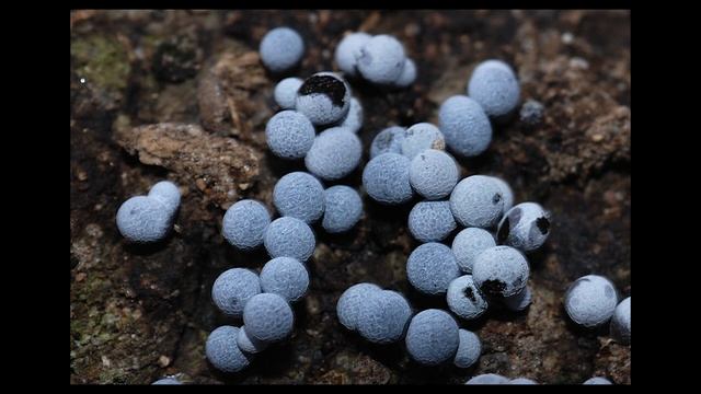 Слизневики смотреть онлайн