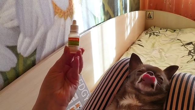 Чистим зубы чихуахуа.?Идеальная собака)) смотреть онлайн