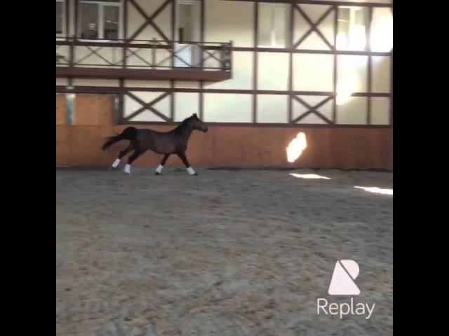 Ehrenstar ( Ehrenpar - Show Star), Stallion, 4 Yo