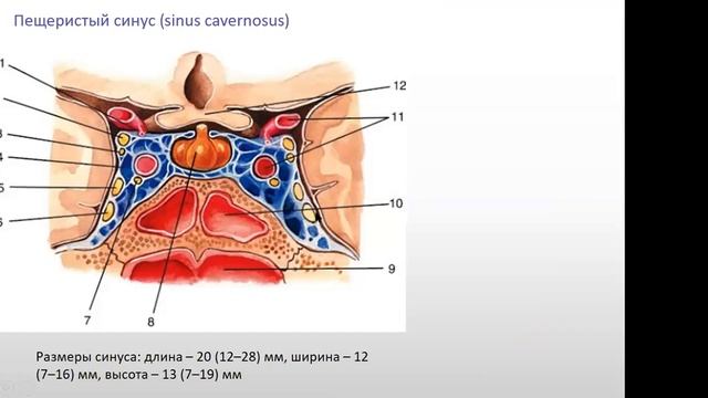 Субарахноидальные цистерны. Синусы твердой мозговой оболочки смотреть онлайн