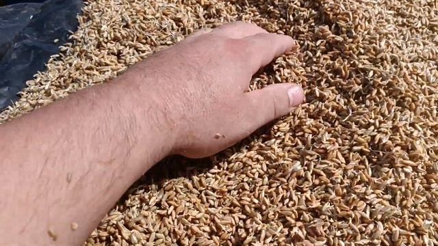 ржаной солод смотреть онлайн