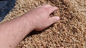 ржаной солод