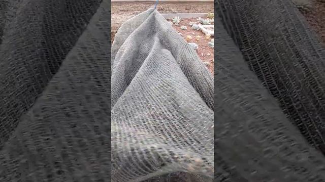 Комнатные суккуленты, содержание на улице, в огороде. смотреть онлайн