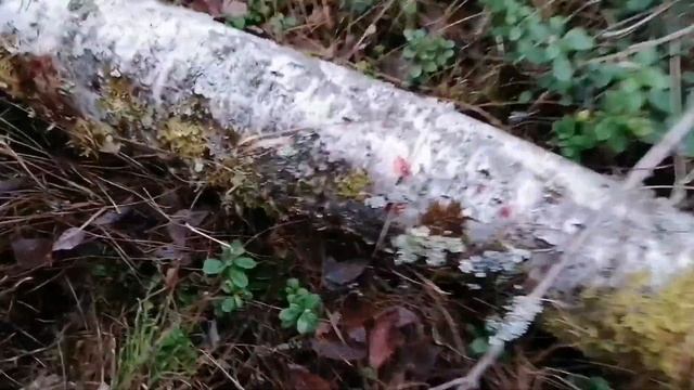 Лось с подхода смотреть онлайн