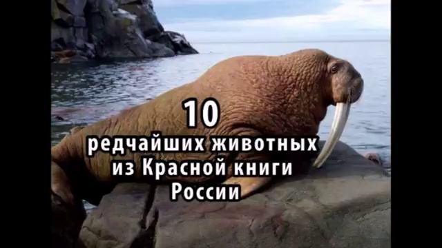 голосовой движок плюс диктор и вуаля готовая презентация смотреть онлайн
