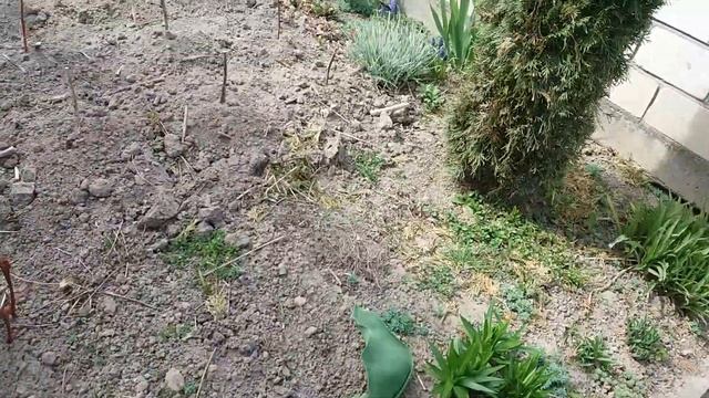 Обзор огорода в мае/Мир,труд,май. Видео № 69 смотреть онлайн