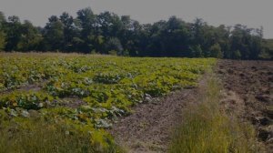 Как вырастить ТЫКВУ ☆ Весь процесс в ОДНОМ ролике.