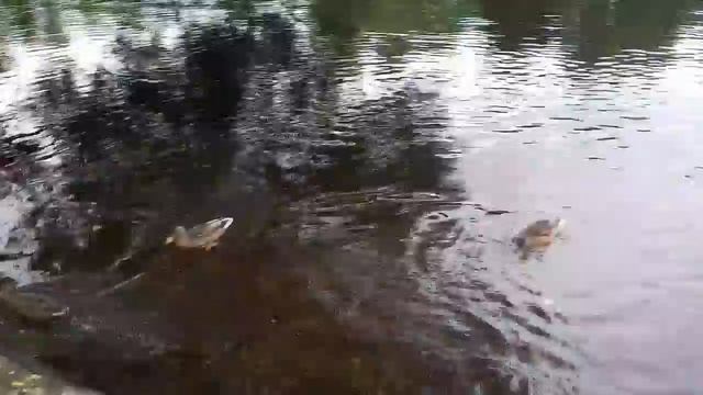 Кормим уток в парке 31 Июля 2017 смотреть онлайн