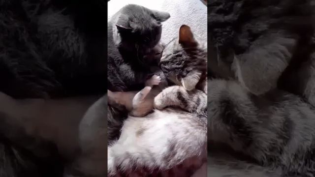 Мама, папа, я! смотреть онлайн