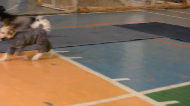 Kranar Erika Show Queen & Kranar Ex Rider смотреть онлайн