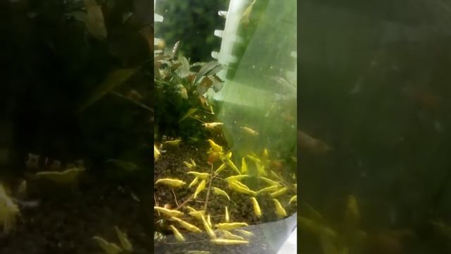 Креветка Жёлтая неоновая (NEOCARIDINA YELLOW FIRE) смотреть онлайн