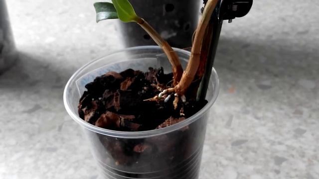 Онцидиум Sweet Sugar. Продолжение истории о "киселе". И другие... смотреть онлайн