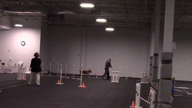 Rocky the pit bull agility dog akc master JWW 3/18/17 смотреть онлайн