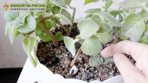 Плектрантус | Комнатная мята | Уход в домашних условиях | Обрезка  Июль 2019
