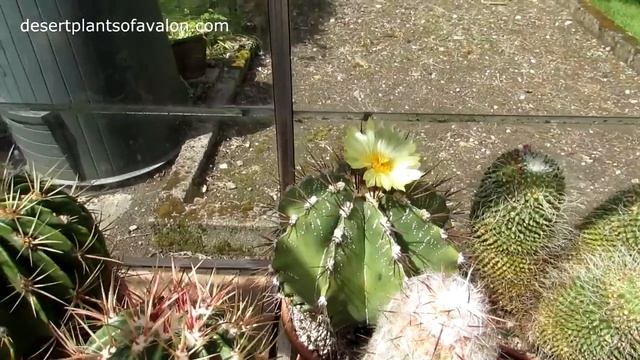My Astrophytum ornatum Cactus Plant in beautiful HUGE flower смотреть онлайн