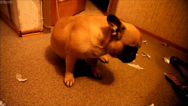 Французский бульдог # 13 смотреть онлайн