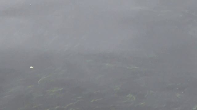 Обзор Риги. Даугава утром. смотреть онлайн