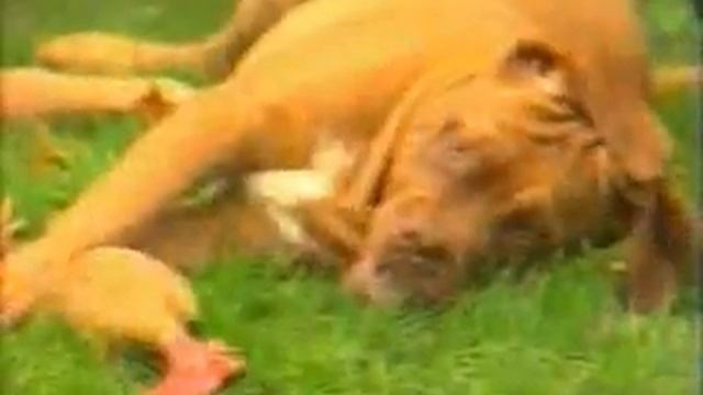 Питомник бордоских догов «Perle de France» http://perl.petsinform.com/ смотреть онлайн