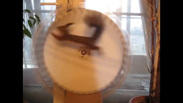 Приколы с животными Смешные белки Funny squirrel смотреть онлайн