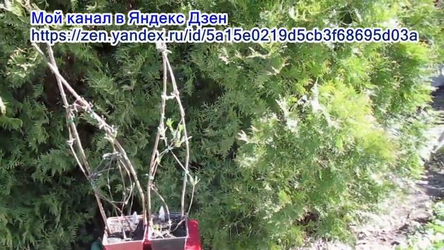 06 05 22г Продажа саженцев княжика сорта «Пурпл Дрим» смотреть онлайн