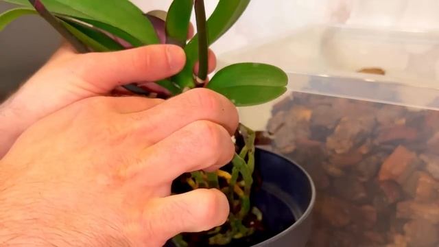 ПЕРЕСАДКА КРУПНОЦВЕТКОВОЙ ОРХИДЕИ! Но ХИЛАЯ розетка и корневая не алё… смотреть онлайн