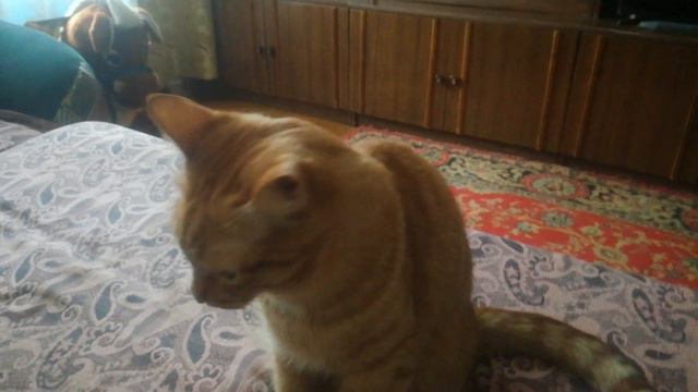 Кот дает лапу. Cat gives paw. смотреть онлайн