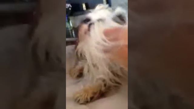 Шитцу смотреть онлайн