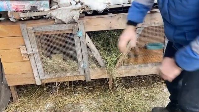 | кролики | содержание и кормление кроликов в зимний период | кролик в год быка? | породистые ? смотреть онлайн