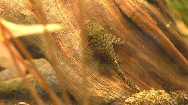 Молодые анциструсы L-393 (Ancistrus Sp. L393 _Madre De Dios_).