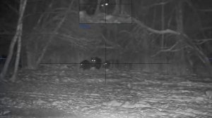 Pulsar Digex C50 охота на кабана в морозную погоду, -24°С